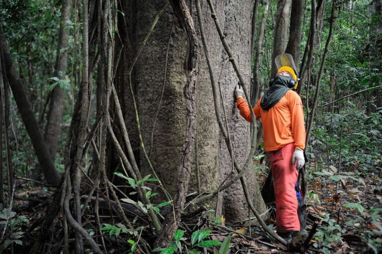 Leia mais sobre o artigo Manejo florestal