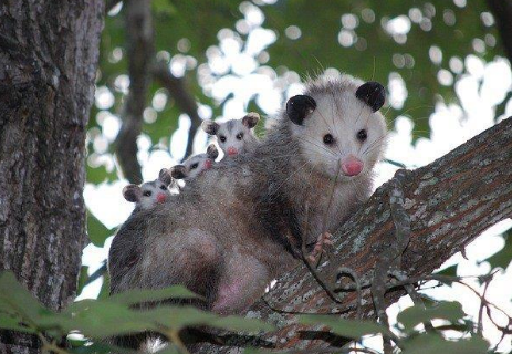 Leia mais sobre o artigo Inventário de Fauna