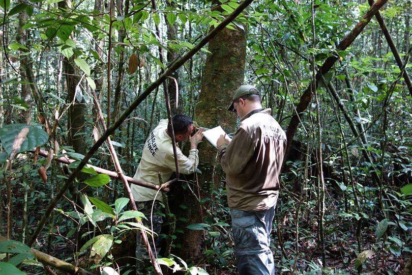 Leia mais sobre o artigo Levantamento e Manejo de Fauna