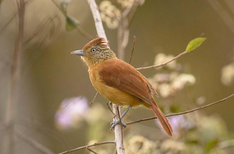 Leia mais sobre o artigo Serviço de Fauna